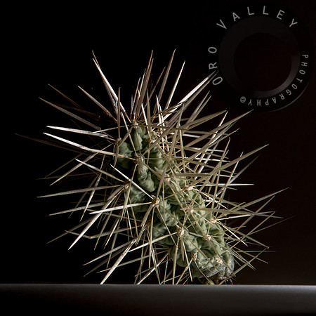 Arizona Desert Jumping Cactus | Cholla | Tucson